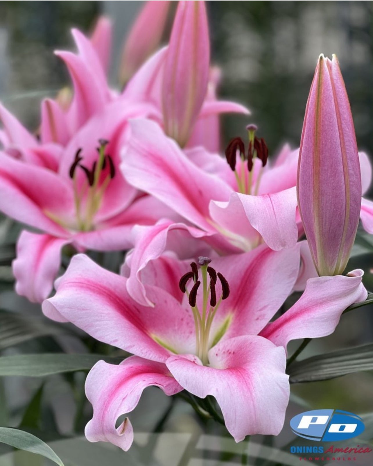 Lilies: Oriental and OxT Lily bulbs (ship week 26-2025)