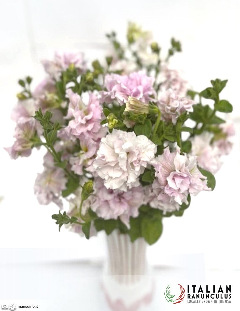 Italian Petunia Grandiflora (cut flower) White blush.