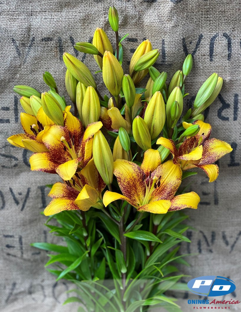 Lilies : Fall Colored American Classic LxA Hybrid lily Mix (ship week 33)