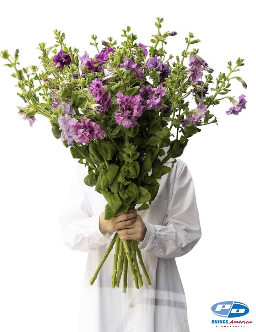 Italian Petunia Grandiflora (cut flower) White, Pink, Light Pink and Orchid blush mix.