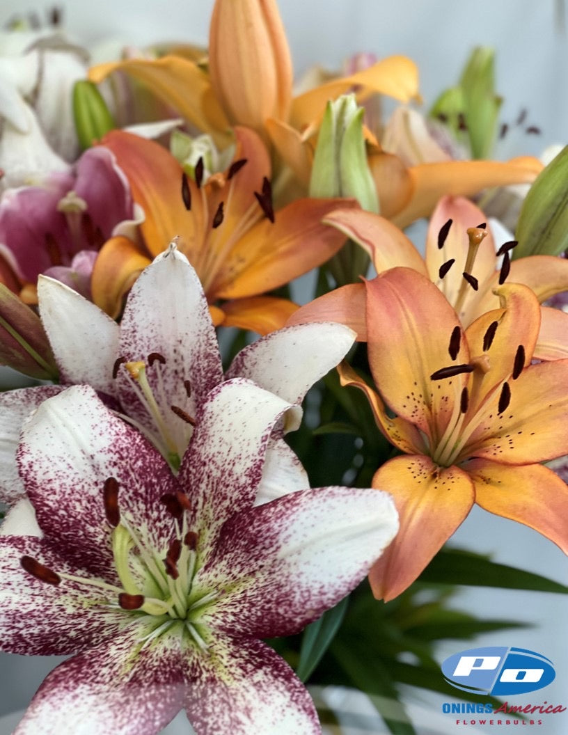 Lilies Half Pack Fall Colored American Classic LxA Hybrid lily Mix