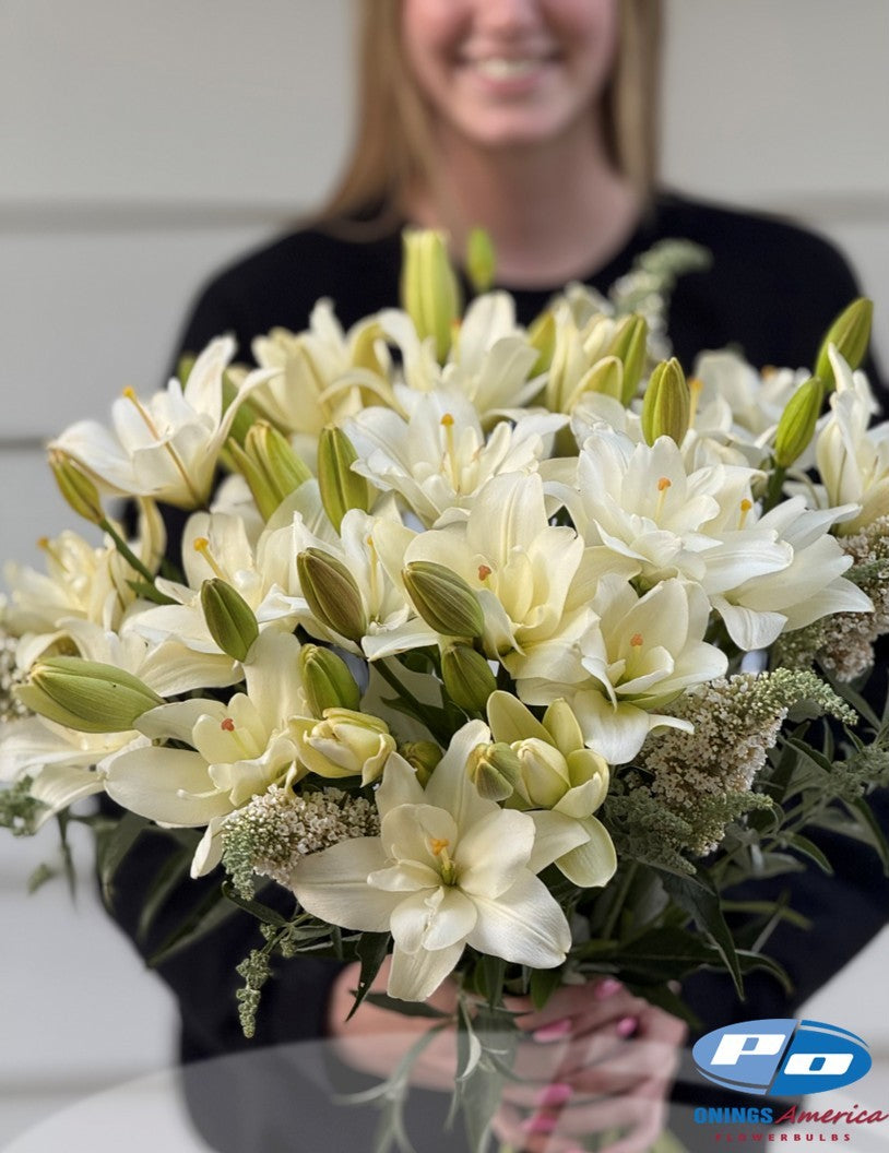 Lilies : American Classic LxA Hybrid lily Mix (ship week 4 - 2026)