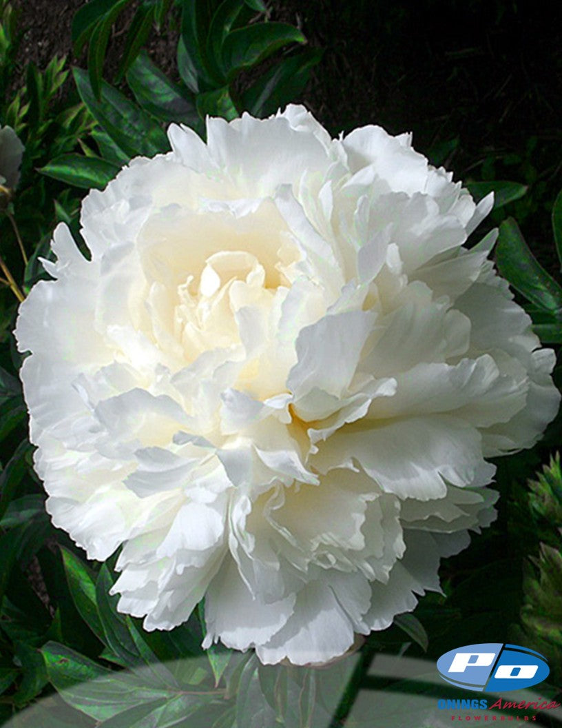 Peony: 35 Bowl of Creme 3/5 eyes