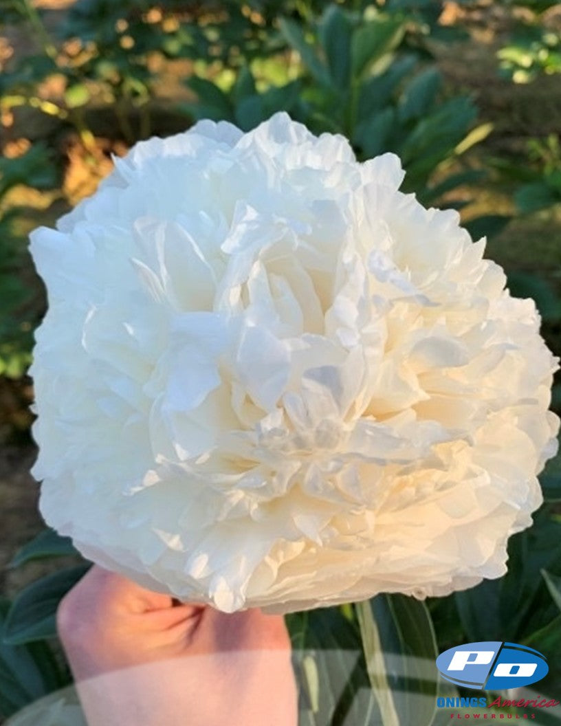 Peony: 35 Bowl of Creme 3/5 eyes