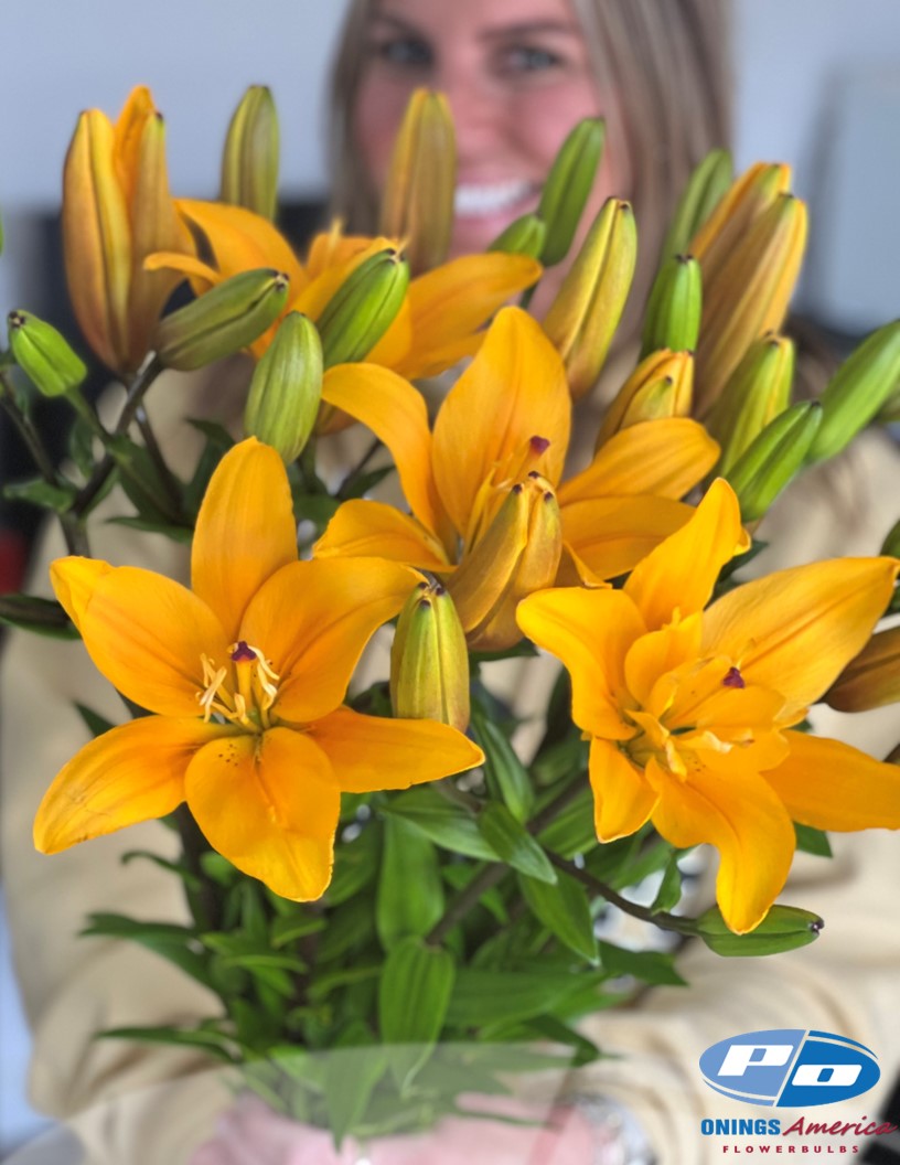 Lilies : Fall Colored American Classic LxA Hybrid lily Mix (ship week 33)