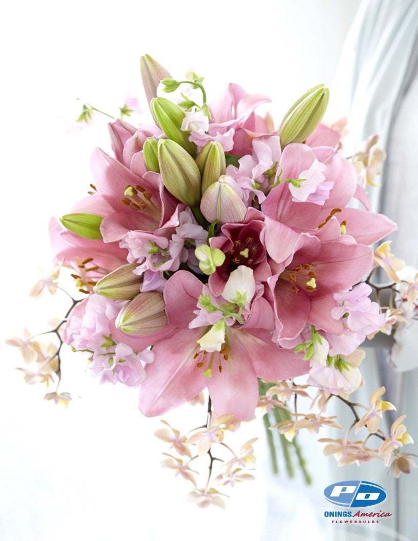 Lilies : American Classic LxA Hybrid lily Mix