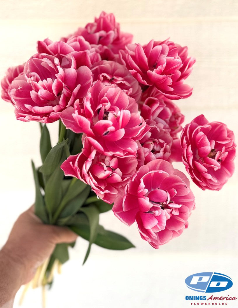 Tulip: Columbus (ship week 43)