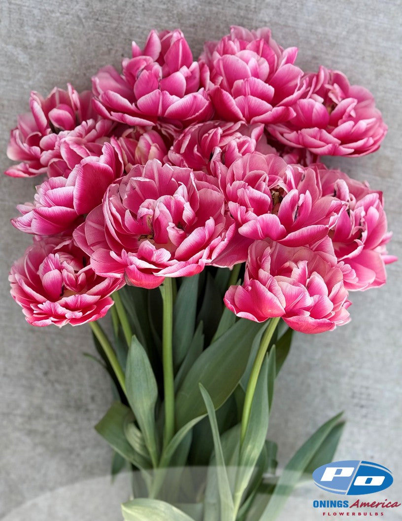 Tulip: Columbus (ship week 43)
