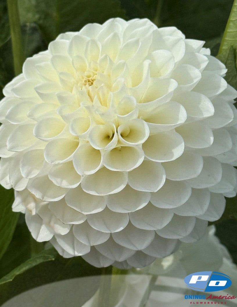 Dahlia : Boom Boom White (Shipping March 2026)