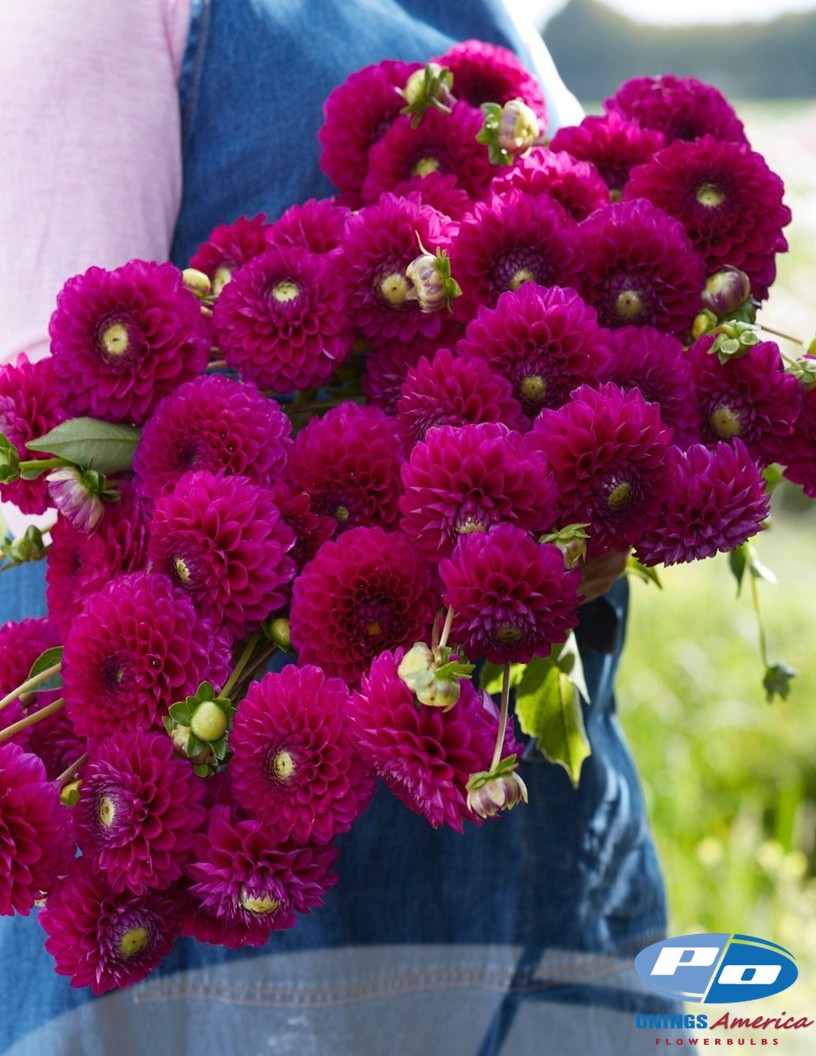 Dahlia : Cryfield Harmony (Shipping March 2026)
