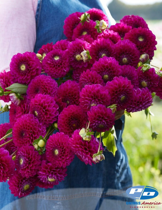 Dahlia : Cryfield Harmony (Shipping March 2026)