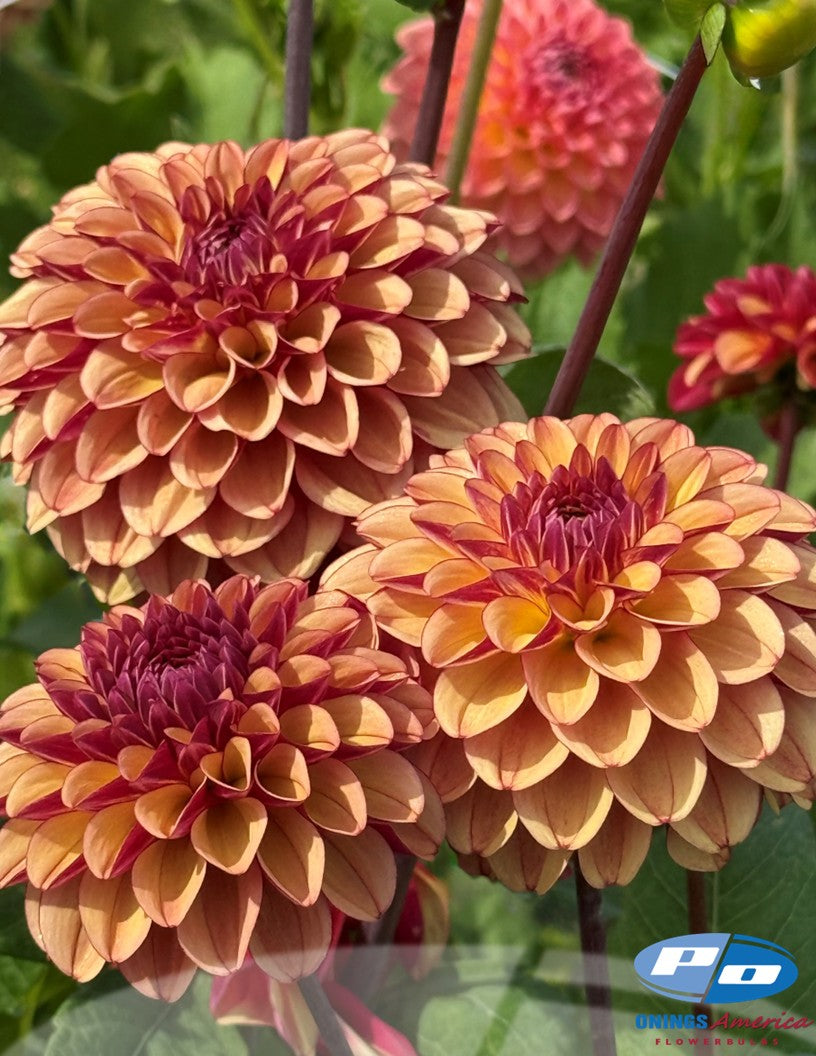 Dahlia : High Fidelity (Shipping March 2026)