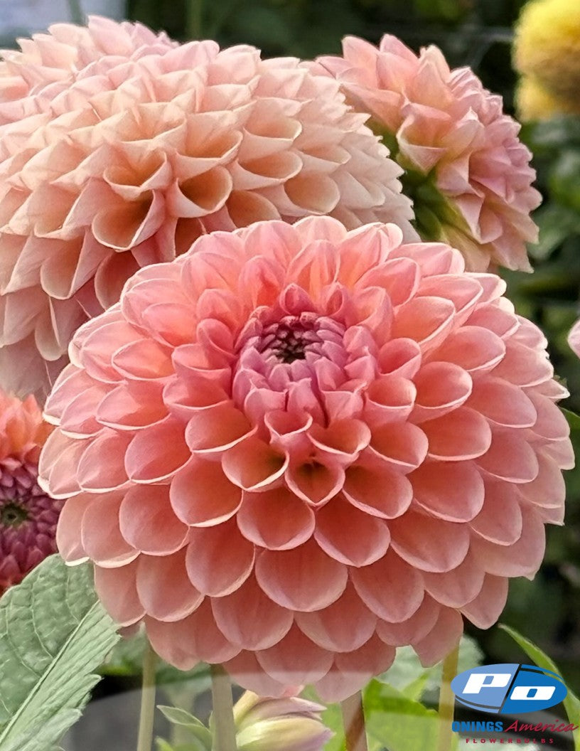Dahlia : Linda's Baby (Shipping Feb 2026)