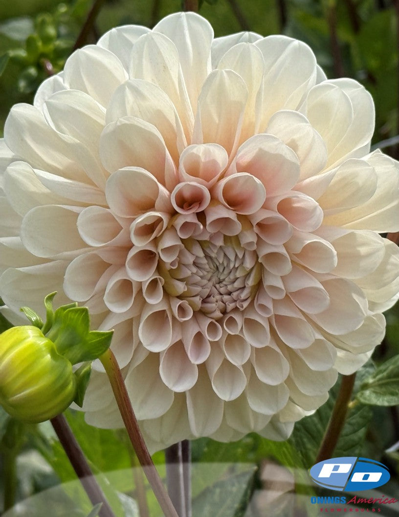Dahlia : Sweet Nathalie (Shipping March 2026)
