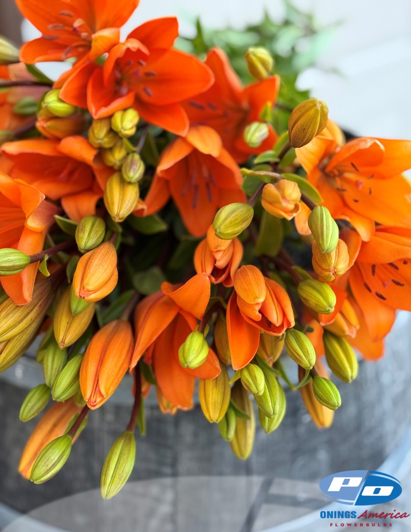 Lilies : Fall Colored American Classic LxA Hybrid lily Mix (ship week 33)