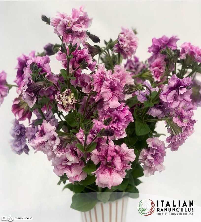 Italian Petunia Grandiflora (cut flower) White, Pink, Light Pink and Orchid blush mix.