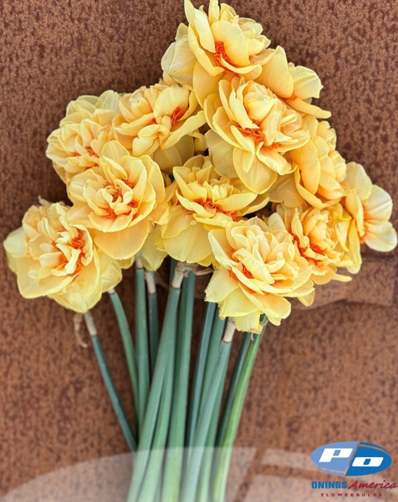 Daffodil: Lady Jane (Shipping late October)