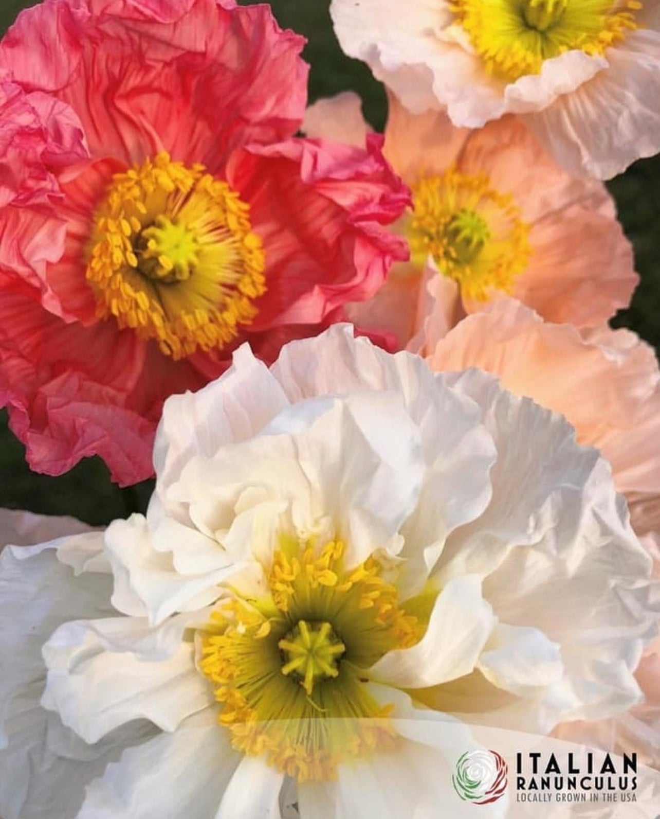 Italian Colibri Dolce Vita Pastel Sherbert poppies