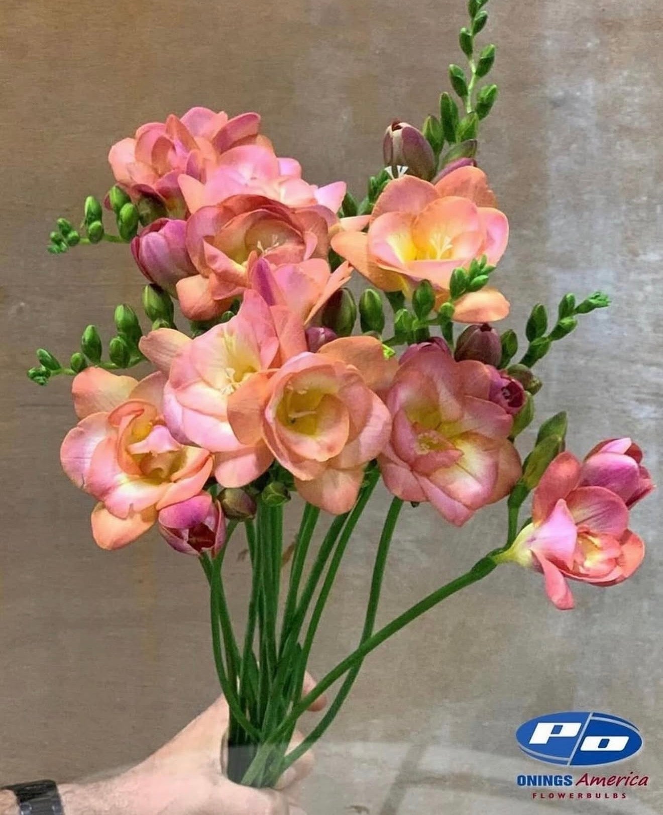 Fabulous Freesia (ship week 8)