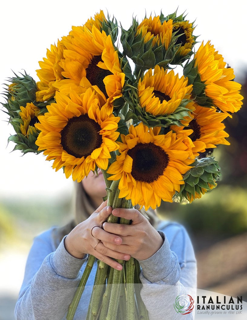 Italian Girasole (Sunflowers) 2x1000