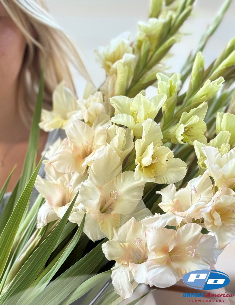 Gladiolus 500 Jean Harlow corms (shipping March 2026)