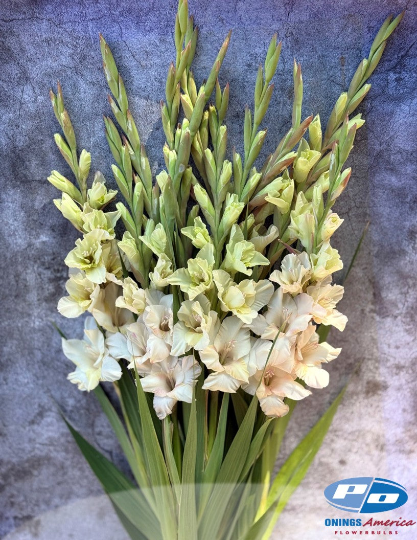 Gladiolus 500 Mixed (early March delivery)