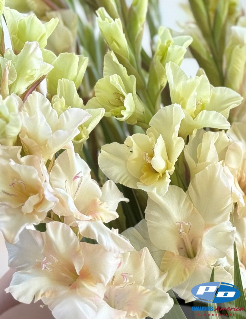 Gladiolus 500 Jean Harlow corms (shipping March 2026)