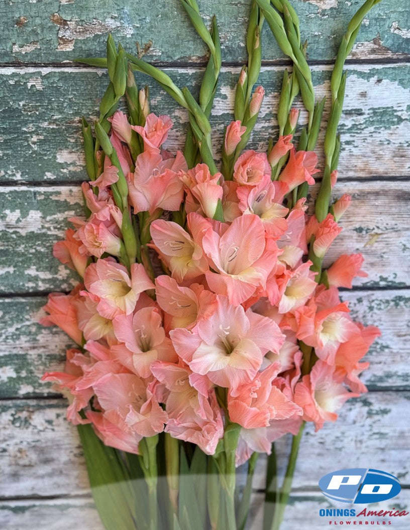 Gladiolus 500 Mixed (early March delivery)