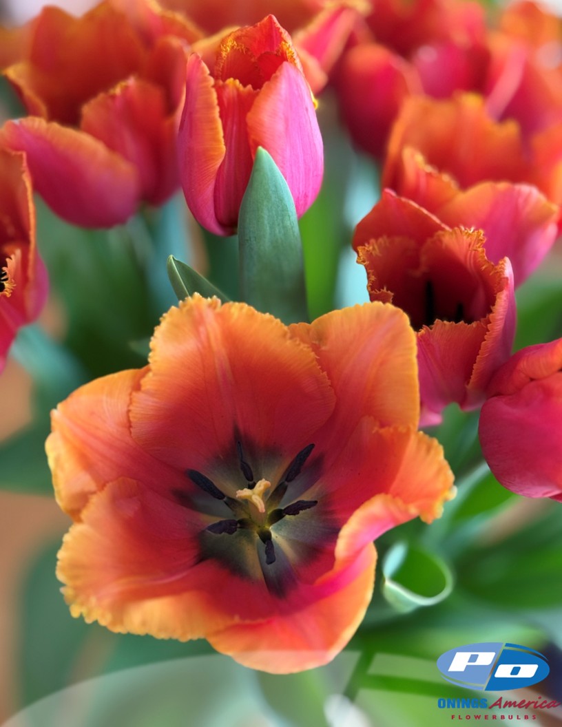 Tulip: Louvre Orange (ship week 51 - 2026) Pre-Cooled 48F