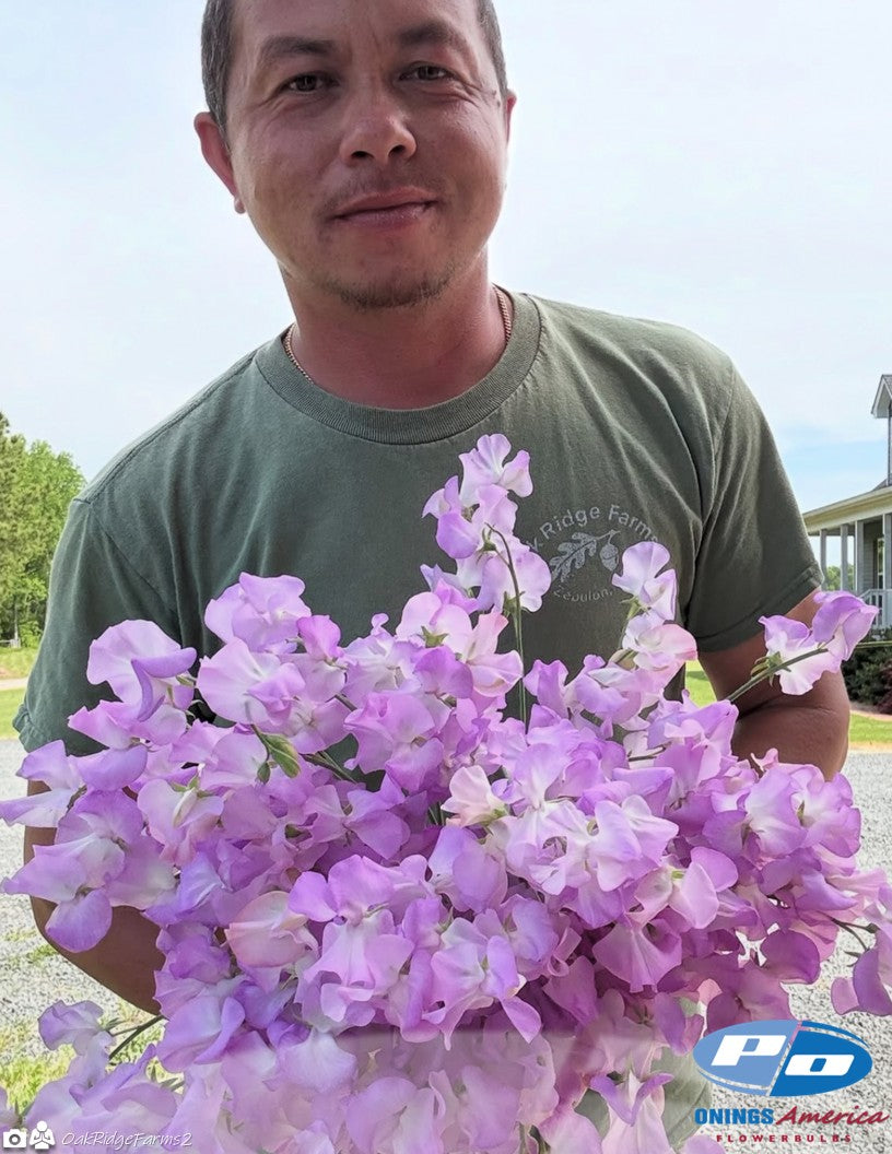 Japanese Lathyrus Sweet Pea 500 seed | 8 colors
