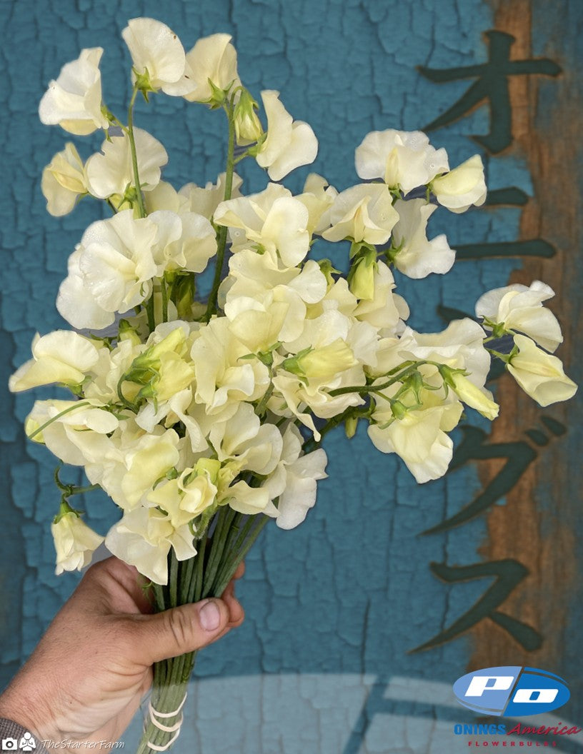 Japanese Lathyrus Sweet Pea 500 seed | 8 colors