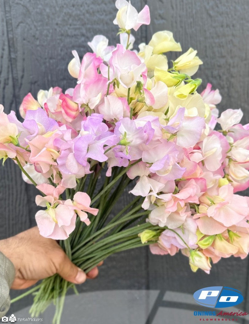 Japanese Lathyrus Sweet Pea 500 seed | 8 colors