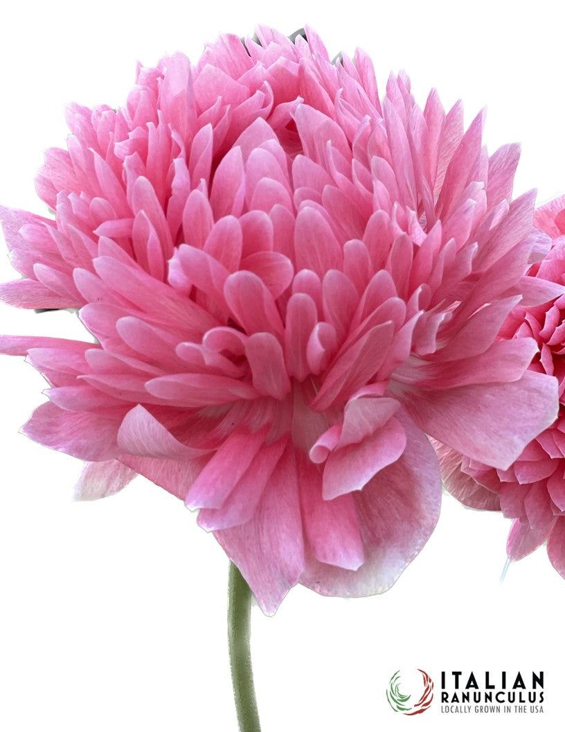 Italian Anemone pastel mix (revised)