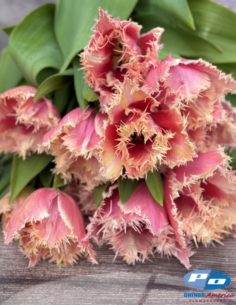 Tulip: Paleis het Loo (ship week 43)