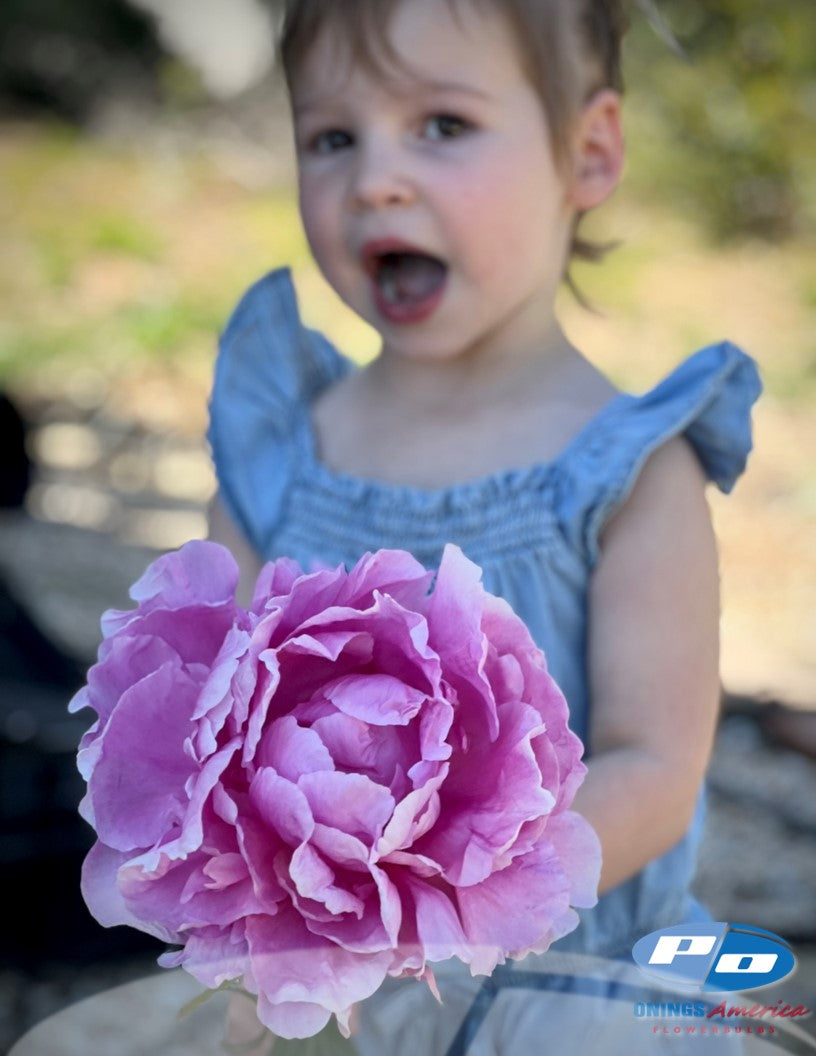 Peony: 20 Alexander Fleming 5/8 eyes