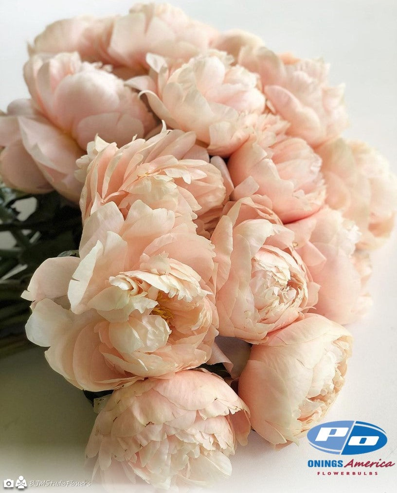 Peony: 3 Pastel Elegance Peonies