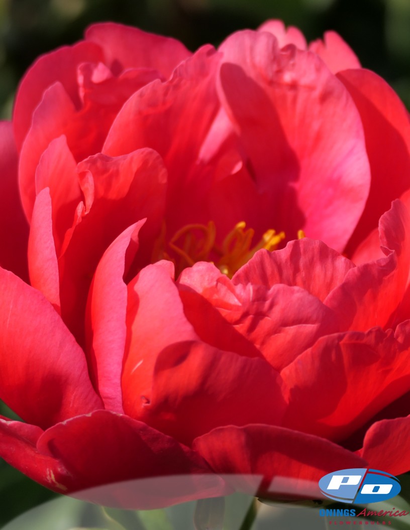 Peony: 20 Coral Magic 5/8 eyes