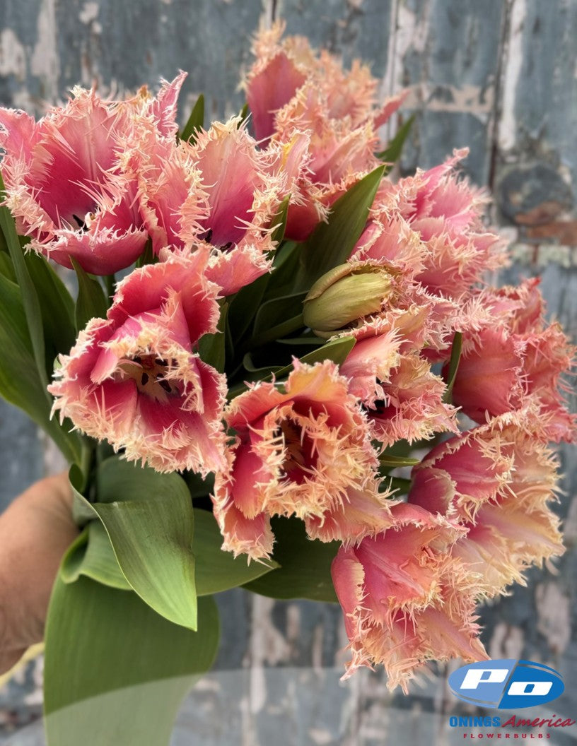 Tulip: Paleis het Loo (ship week 43)