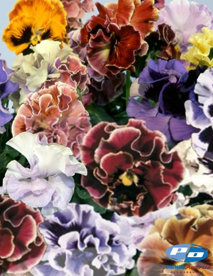 Italian Viola (Appassionato Flamenco mix) (1000 pack)