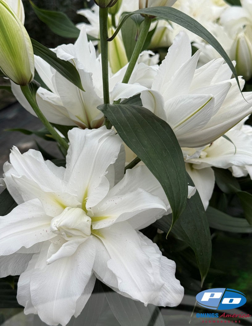 Lilies : White Tornado - pollen-less, double flowering Oriental lily (Ship week 50 2026)