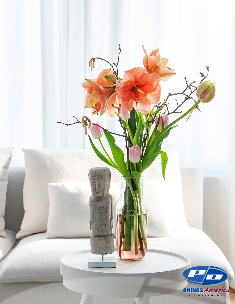 Amaryllis 55 Rilona bulbs Shop Onings America