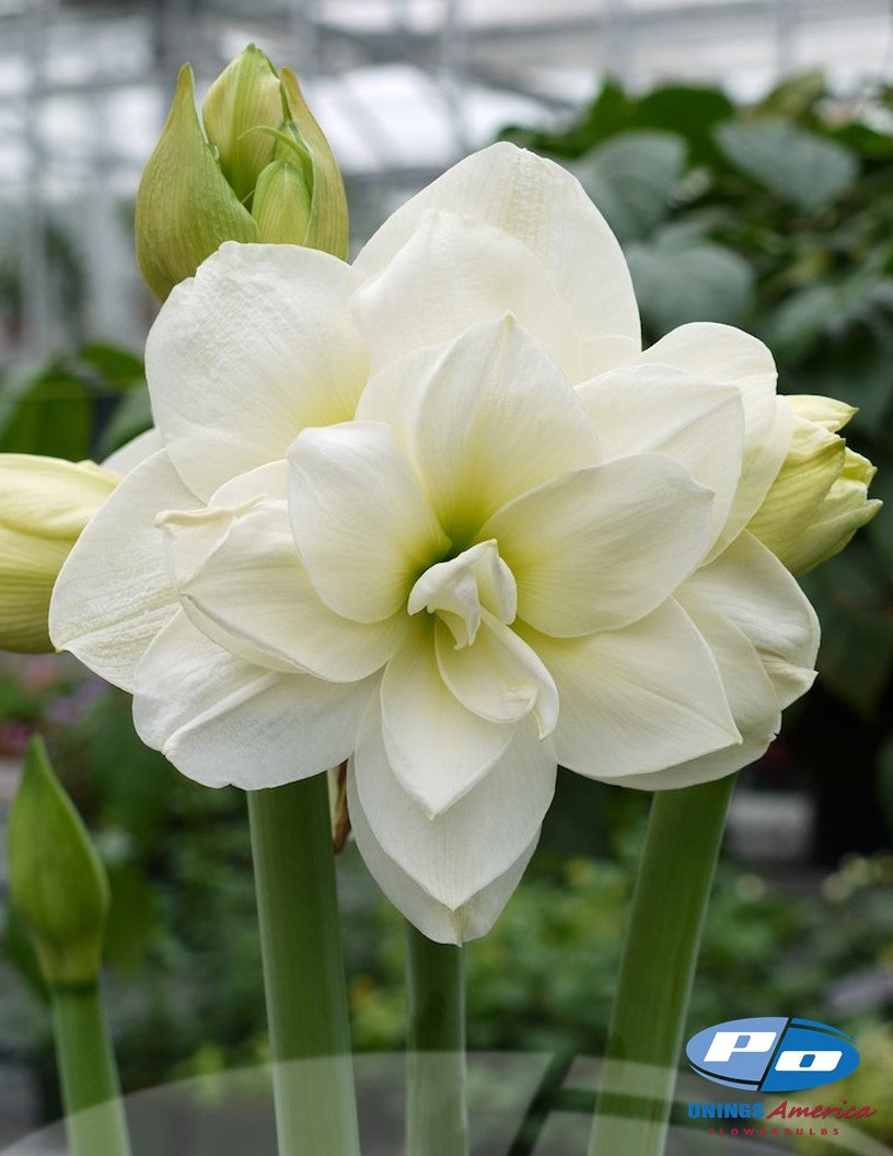 Amaryllis : 30 Akiko bulbs
