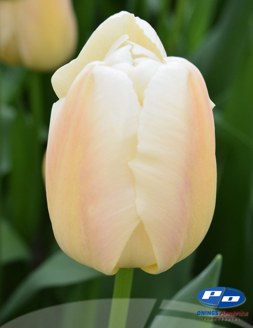 Tulip: Big Pride Tulip Mix (ship week 51) 48F Pre-cooled