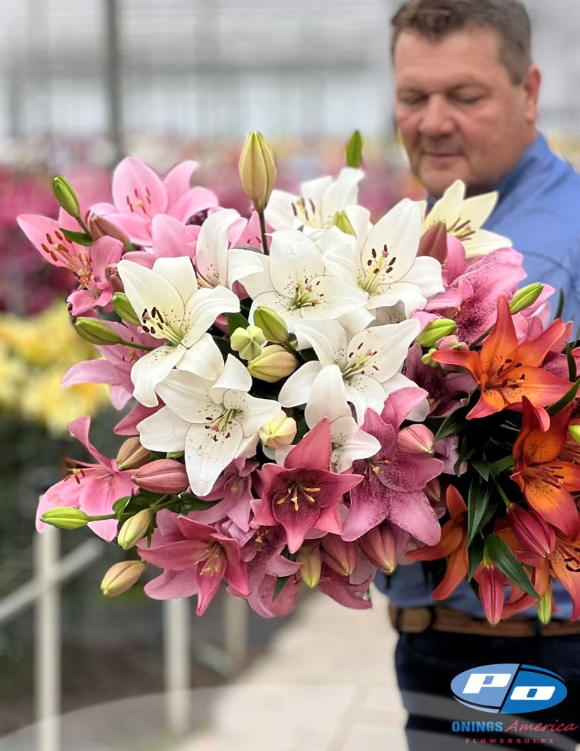 Lilies : American Classic LxA Hybrid lily Mix (ship week 4 - 2026)