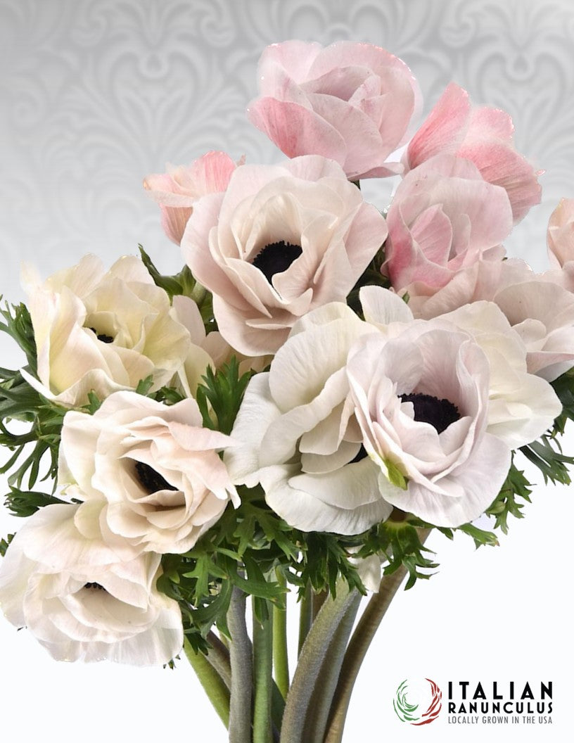 Italian Anemone pastel mix (revised)
