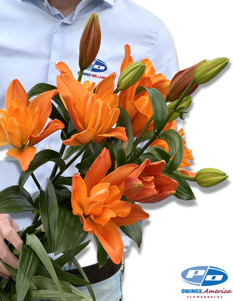 Lilies : Fall Colored American Classic LxA Hybrid lily Mix (ship week 33)