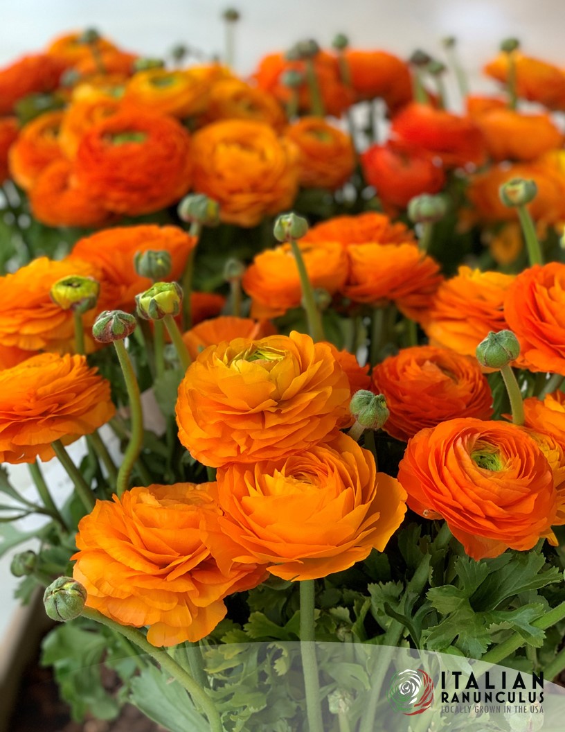 Ranunculus : Italian Elegance ranunculus mix (fall 2026 shipping)