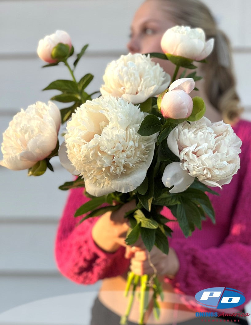 Peony: 20 Colonel Own Cousins 5/8 eyes