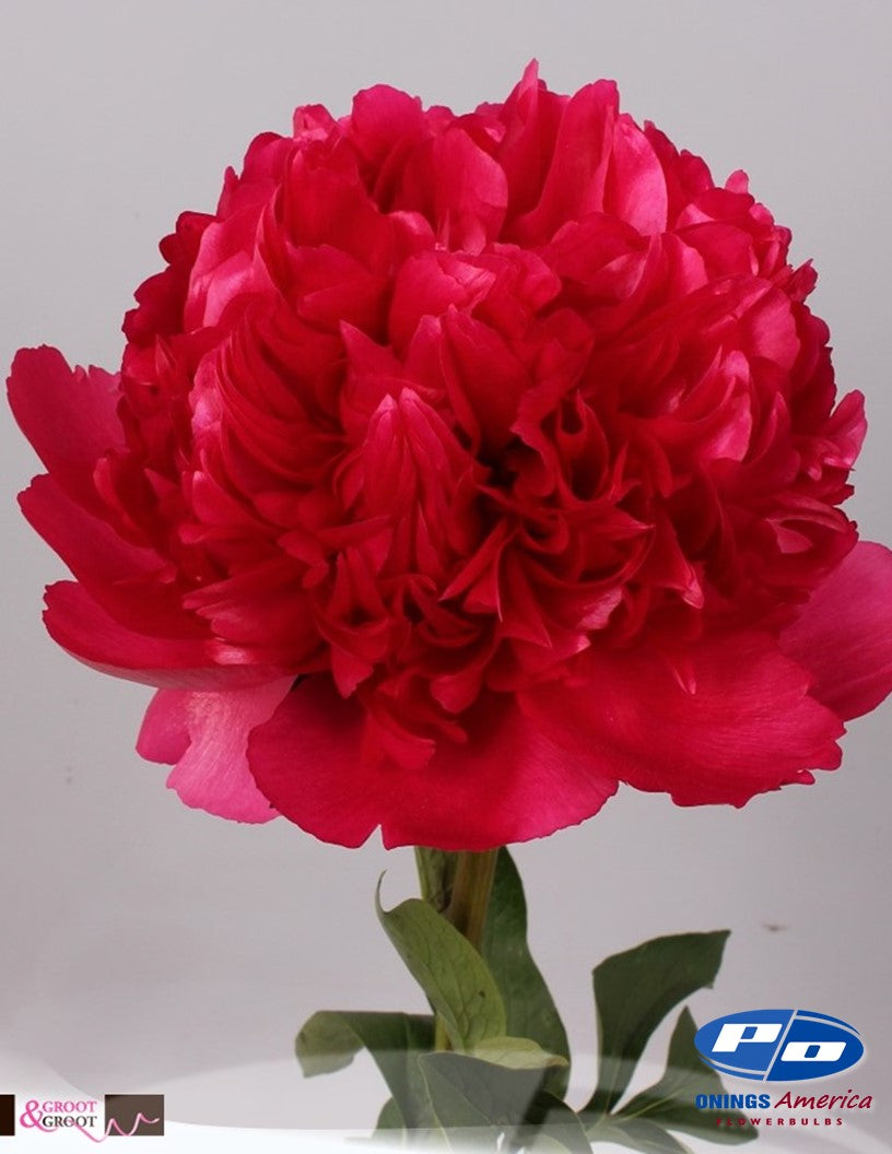 Peony: 20 Command Performance 5/8 eyes