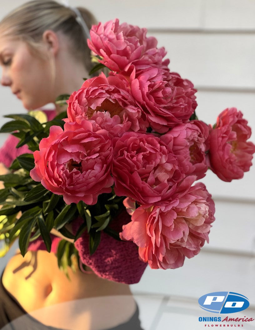 Peony: 20 Coral Sunset 5/8 eyes